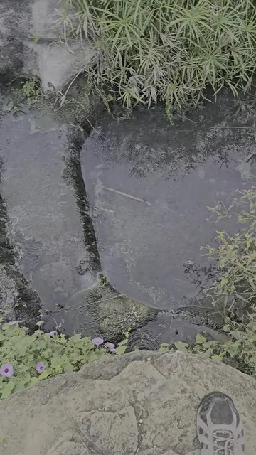 Palmetto State Park Tent Campground