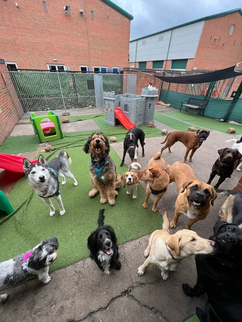 Doggy Day Care Burton