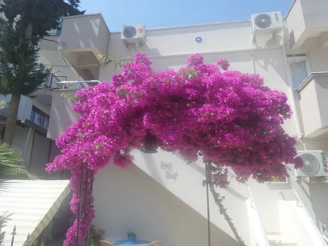 Star Otel - Didim Aydın