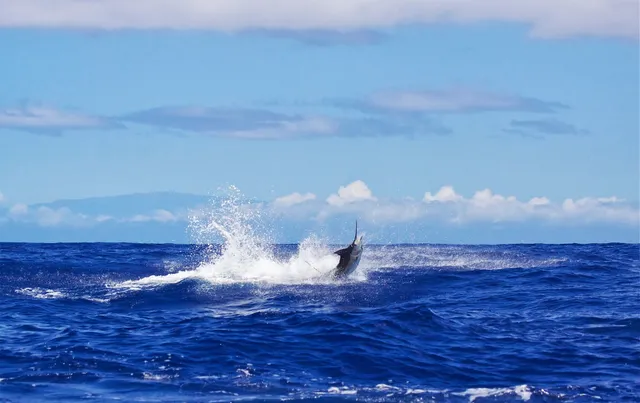 McGrew Rice | Ihu Nui Sportfishing