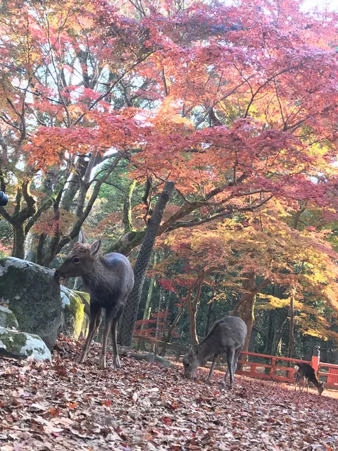 Park Central Nara Parking Lot