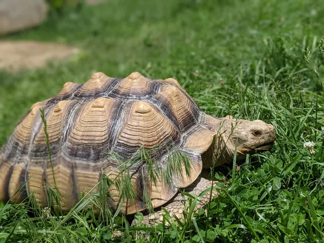 Scatter Joy Acres Inc