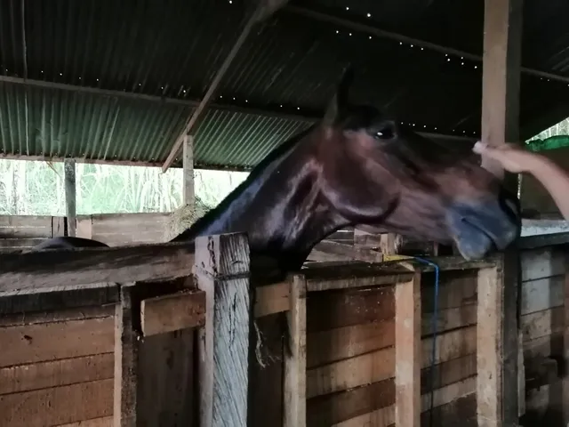 Finca Hotel Aroma de Campo