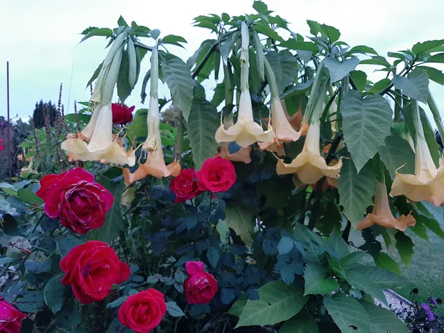 Kleingartenverein Essen Altstadt-Nord