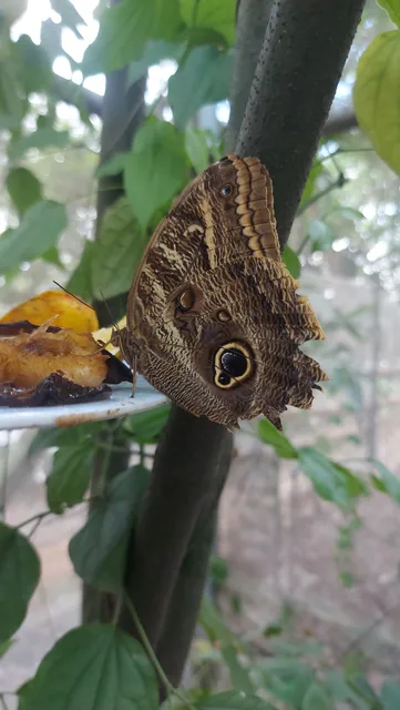 Municipal butterfly Osasco