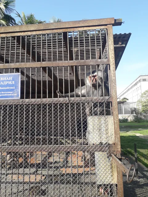 Обезьяний питомник