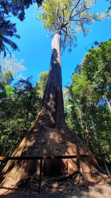 Burrawan State Forest
