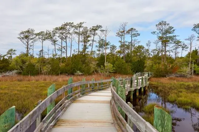Croatan National Forest