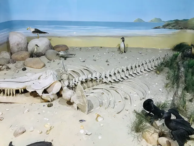 Natural History Museum Capon of Imbuia