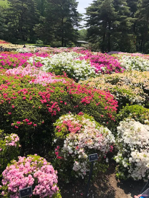 Azalea Garden