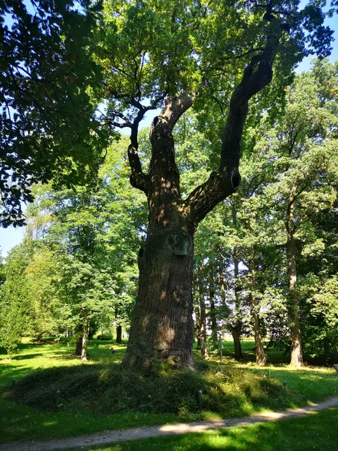 Körner oak