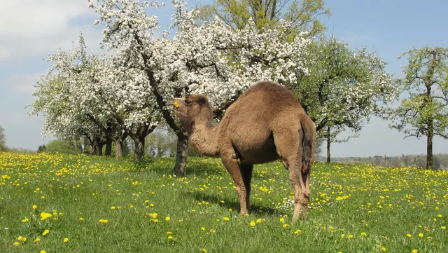 Kradolf-Schönenberg