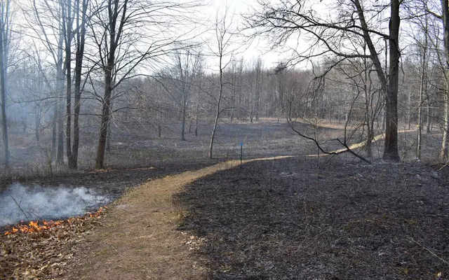 Wolf Tree Nature Trails