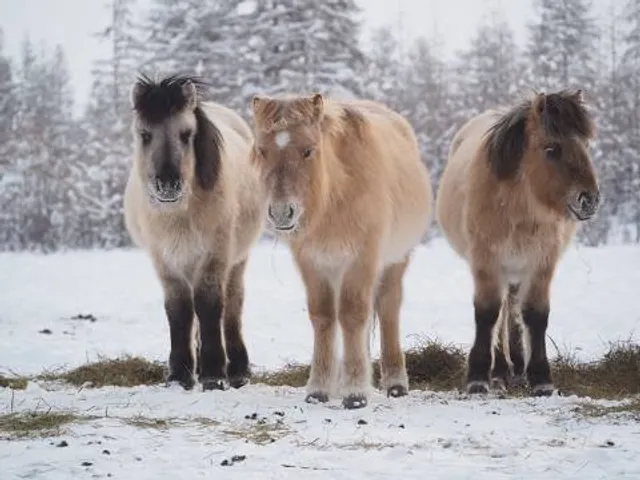 Arctic Horses