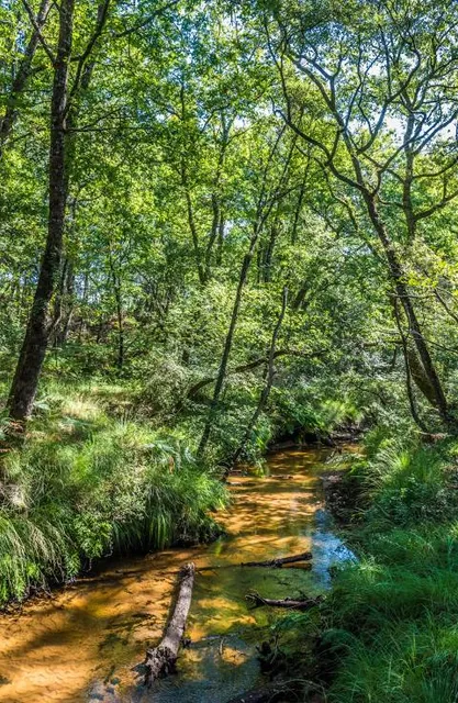 Landes de Gascogne Regional Natural Park
