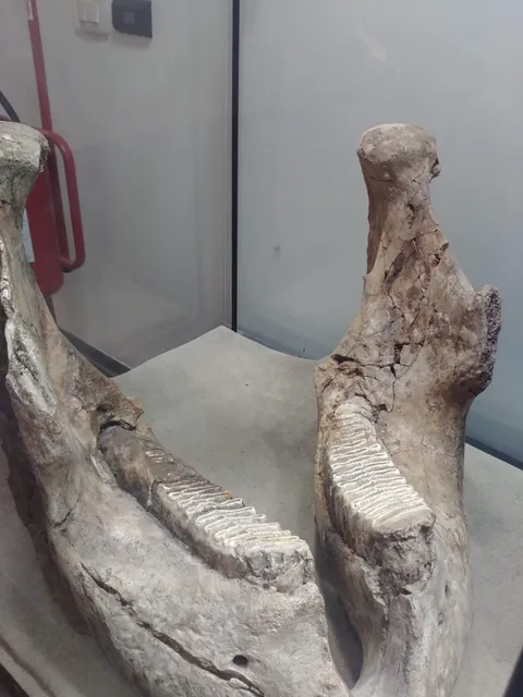 Museo archeologico del territorio toleriense