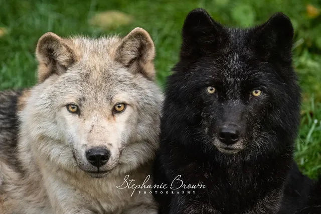 Haliburton Forest Wolf Centre