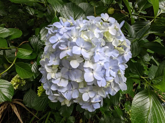 Tama Hills Nature Park