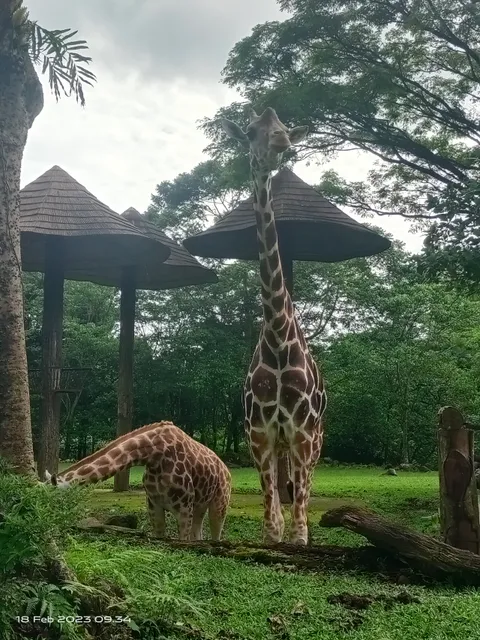 Taman Safari Zoo ll Prigen