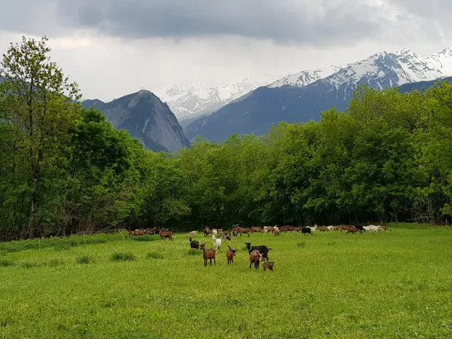 Chèvrerie de Saint Michel