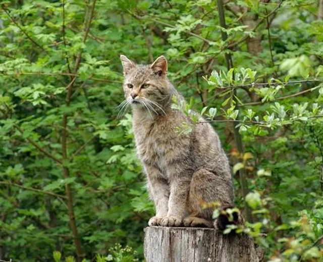 Site Ornithologique des Cinq Tailles