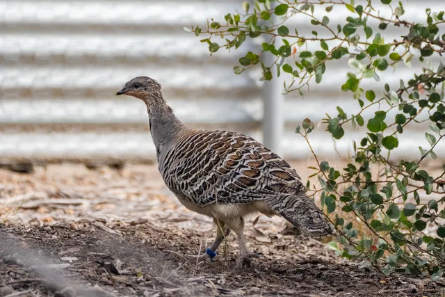 Yongergnow Australian Malleefowl Centre and Café