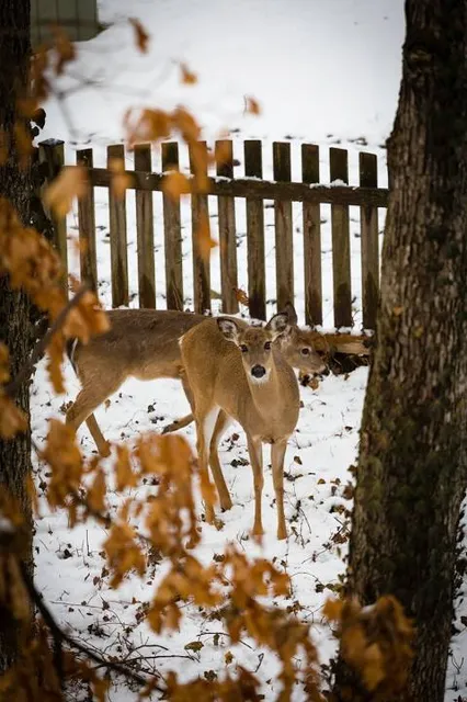 Märchenwald Saalburg