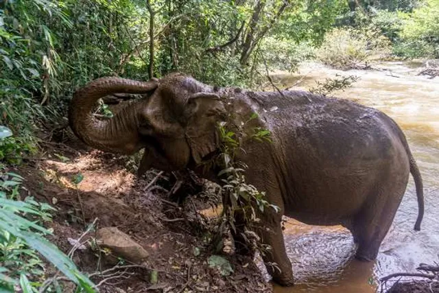 Mondulkiri Project Elephant Sanctuary