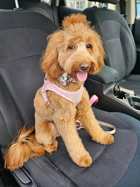 Woof Gang Bakery & Grooming Pembroke Pines