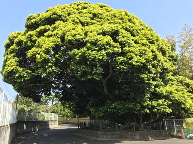 Hisamotoyama Tarzan tree park