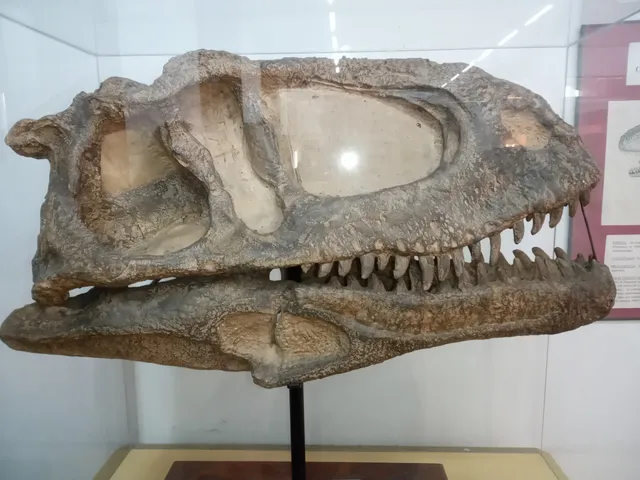 Museo de Paleontología | F.C.E.F. y N.
