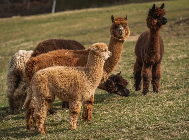 Alpaka Ranč Slovenija