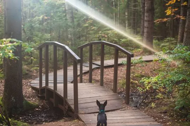 Ekologicheskaya Tropa "Komarovskiy Bereg"