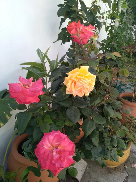 Plaza Lieja Barrio Jardín