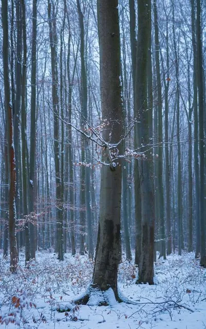 Aranyásók útja tanösvény
