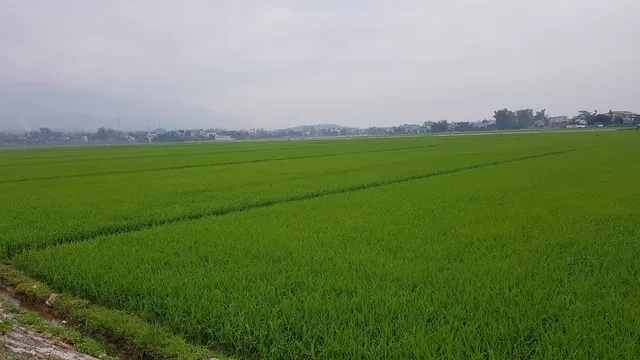 Cánh đồng Mường Thanh