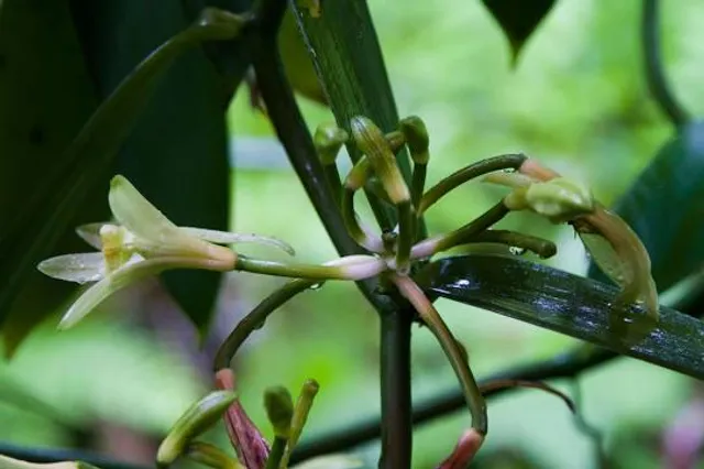 Blue Escale - Vanilla Workshop