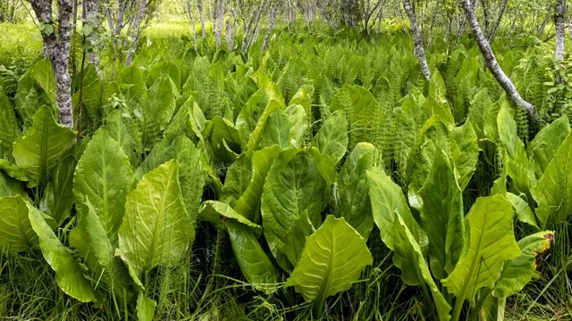 Skunk Cabbage Boardwalk Trail