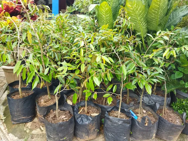 Durian Bhineka Bawor Sarno Kemranjen