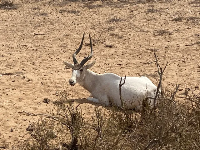 Souss-Massa National Park