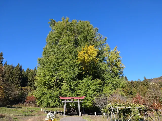 Goudo Ichou Tree