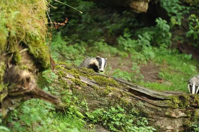 National Trust - Dinefwr
