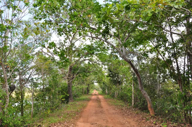 Estação Ecológica de Maracá