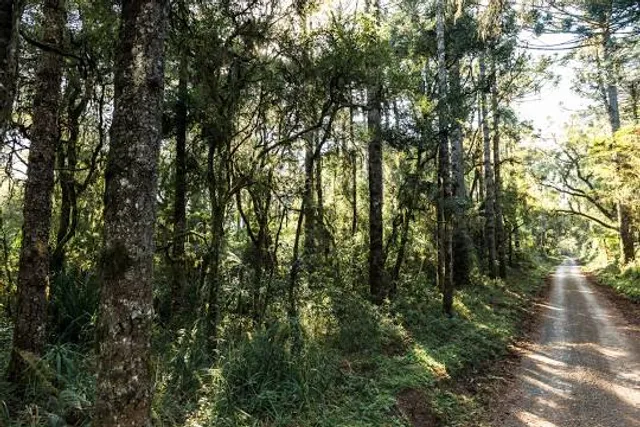 Três Barras National Forest