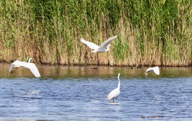 Madárdal tanösvény