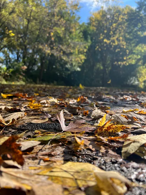 Walnut Woods Tall Pines Area