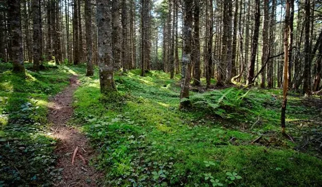 Fred Meijer White Pine Trail State Park