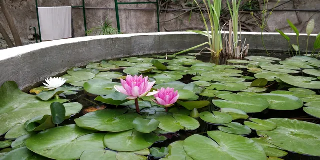 Giardino Botanico Veneziani