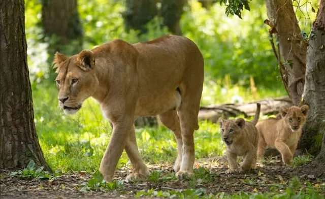 Port Lympne Safari Park
