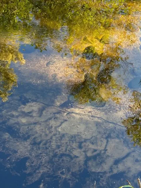 Tongariro National Trout Centre